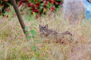 Grey domestic house cat walking through long grass