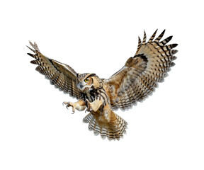 Golden_owl_is_flying