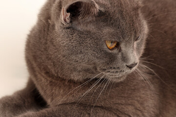 Blue grey adult British shorthair cat feline resting lying looking relax lazy