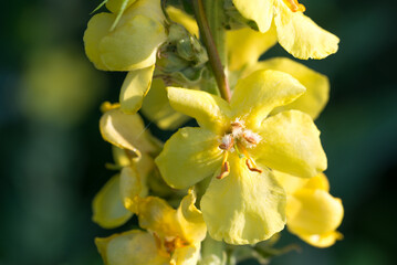 Verbascum, mullein yellow flowers closeup selective focus