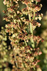 Rumex, sorrel flowers closeup selective focus