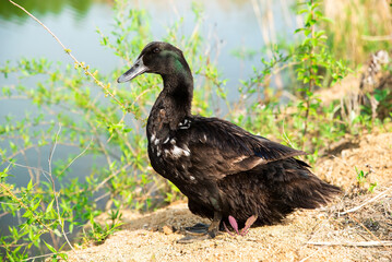 The Pomeranian or Pommern duck also known such as the Shetland duck and Swedish Blue duck