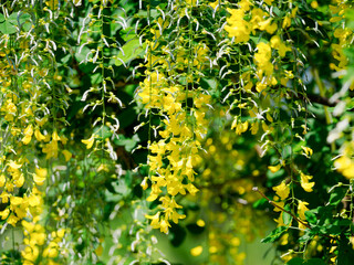キングサリの花と実