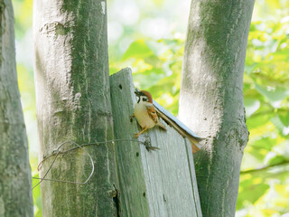 巣箱に餌を運ぶスズメ