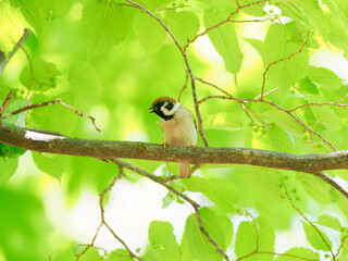 虫を運ぶスズメ