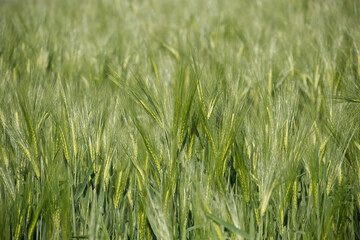 Green barley field in the middle of the growing season