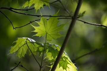 Maple leaves highlighted by the sunlight shining through it