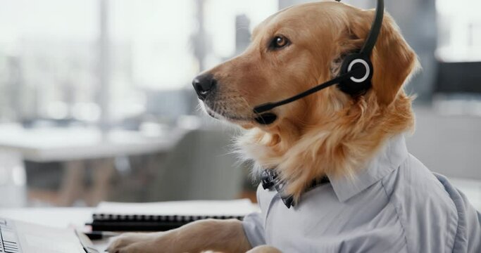 Call center, microphone or dog in office on laptop for consulting, comic or animal insurance or cover. Telecom, agent or Labrador puppy online with pc for customer support, help desk or pet care