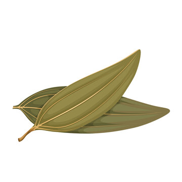 Vector illustration of Cinnamomum tamala, Indian bay leaf, also known as tejpat, tejapatta, Malabar leaf, Indian bark, Indian cassia, or malabathrum, isolated on white background.