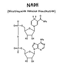 NADH chemical structure illustration