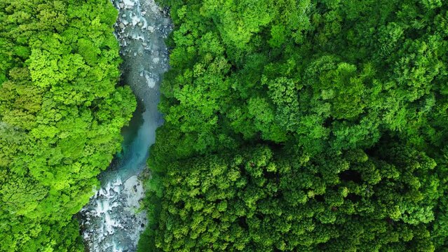 初夏の森林の空撮