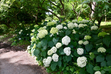アメリカリノキ「アナベル」Hydrangea arborescens