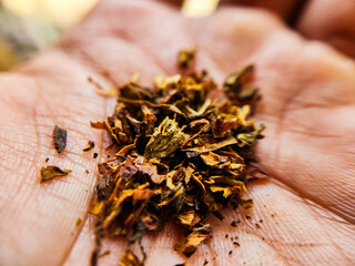 Dryied cuban tobacco leaves