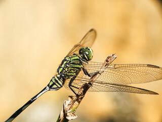 A large, green dragonfly with a striped body like a soldier's uniform, so it is known as the army dragonfly