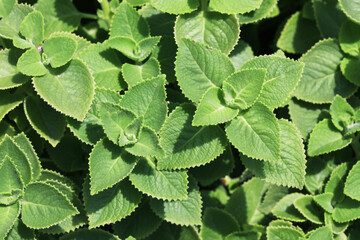 Indian Borage or Mexican Mint (Coleus amboinicus)
