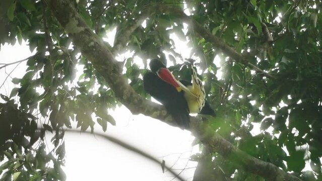 a rhinoceros hornbill preens under its wing while perched in a rainforest tree of gunung leuser national park on sumatra, indonesia