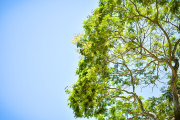 green leaves on blue sky background