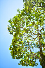 green tree against blue sky