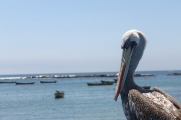 beautiful and imposing pelican stationed in the bay.