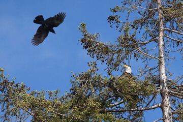 A Bald Eagle looking out against a crow