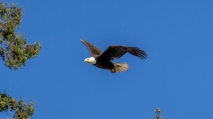 Obraz premium Bald Eagle taking flight