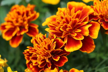 orange flower in the garden