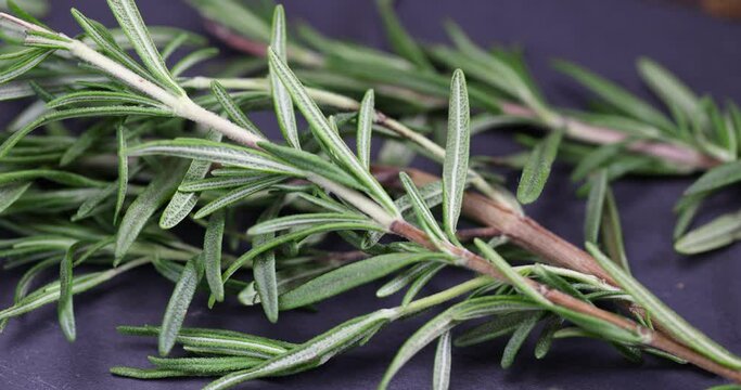green fresh rosemary is a spice in cooking, fresh rosemary branches for use in cooking as spices for meat