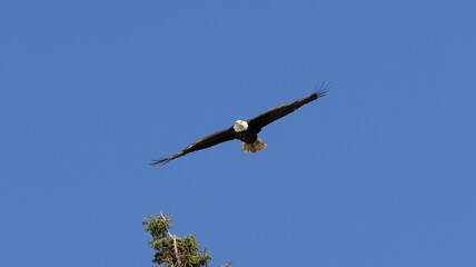 Bald Eagle taking flight