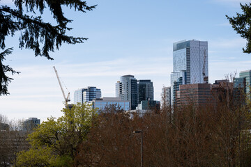 Obraz premium Peaceful view over trees of a modern city skyline with cranes, Bellevue, Washington 