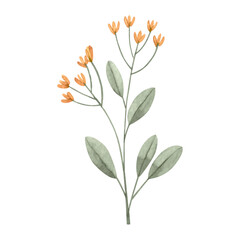 flowers painted with watercolors on white