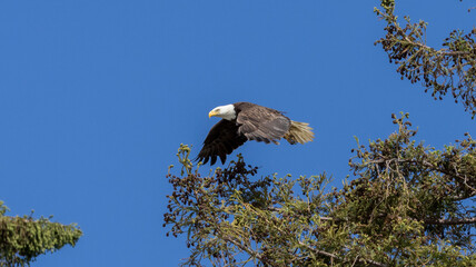 Bald Eagle taking flight
