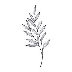 plant branches with leaves and flowers