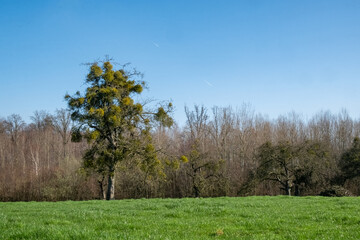 Idyllic rural scene featuring a green grass field, trees, and a clear blue sky. Perfect for nature lovers.