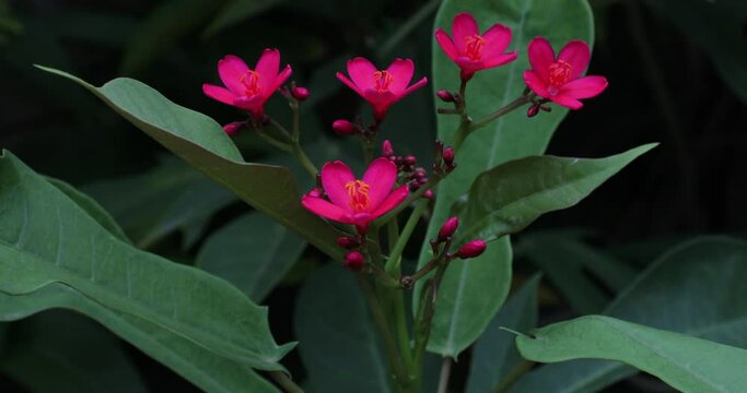 Pink flowers blowing in garden. Jatropha integerrima. peregrina. Spicy jatropha.