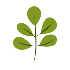 Spring blooming flowers on white background