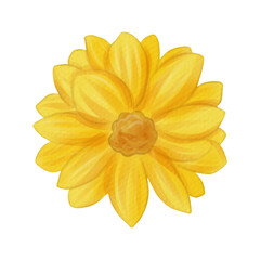 flowers painted with watercolors on white