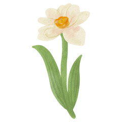 flowers painted with watercolors on white