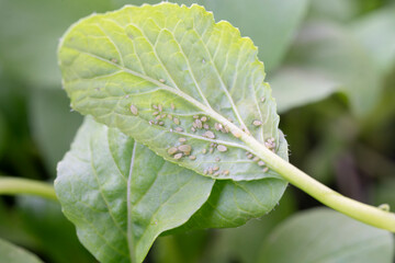 Aphids on leaf of vegetable. Close up shot