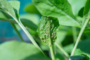 Aphids on leaf of vegetable. Close up shot