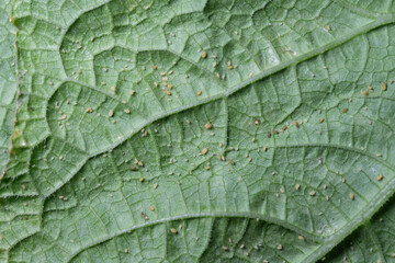 Aphids on leaf of vegetable. Close up shot