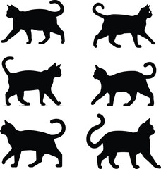 Silhouette of a cat,cat, cute cat