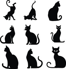 Silhouette of a cat,cat, cute cat