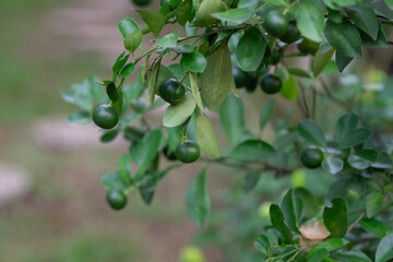 Close Up Shot of Fresh Green Citrus Limes on a Tree in Horticulture Garden