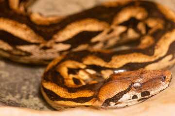 Close-up of a Burmese Python highlighting its intricate patterns and coloration in a controlled environment.
