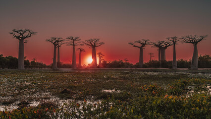 A fantastic sunset on the alley of baobabs. Silhouettes of giant trees with bizarre crowns against...