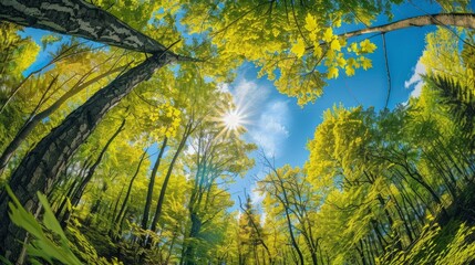 Fototapeta premium Lush green deciduous forest bathed in bright sunlight with blue sky backdrop, panoramic view of nature's serenity