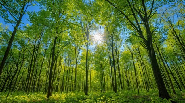 Lush green deciduous forest bathed in bright sunlight with blue sky backdrop, panoramic view of nature's serenity