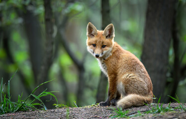 Cute young red fox in the forest ( Vulpes vulpes )