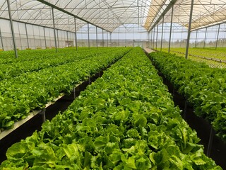 Salad vegetable farm in a closed greenhouse