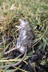 Dead mouse in nature